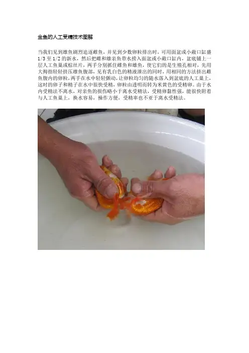 金鱼的人工受精技术图解