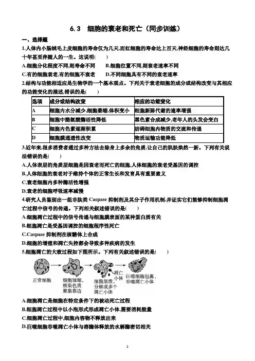 6.3  细胞的衰老和死亡(同步训练)(附答案)—2022-2023学年高一上学期生物必修1