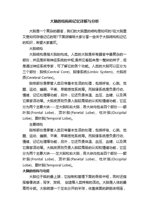 大脑的结构和记忆详解与分析