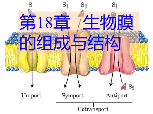 生物膜的组成及结构PPT课件