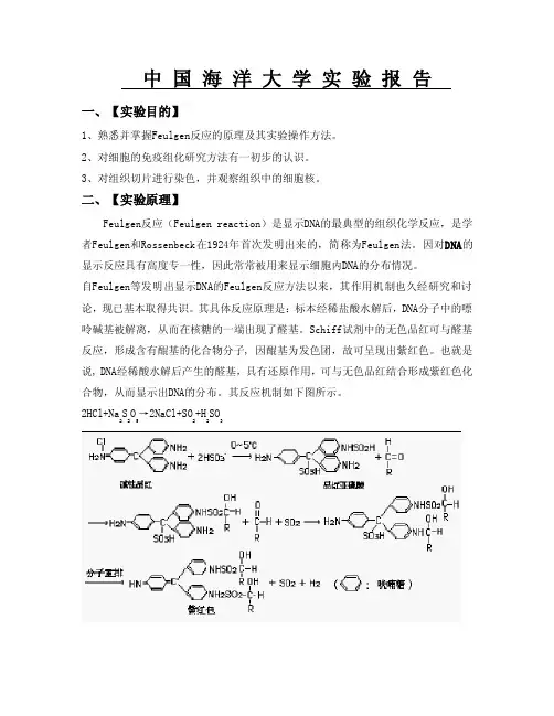 细胞生物学实验孚尔根反应