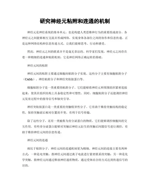 研究神经元粘附和连通的机制