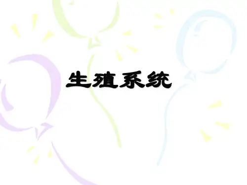 《系统解剖学》生殖系统-人体结构与功能