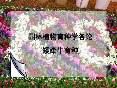 《矮牵牛育种》PPT课件