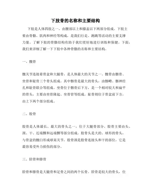 下肢骨的名称和主要结构