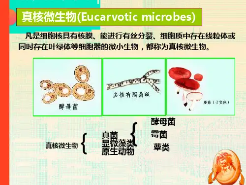 重要的微生物种类