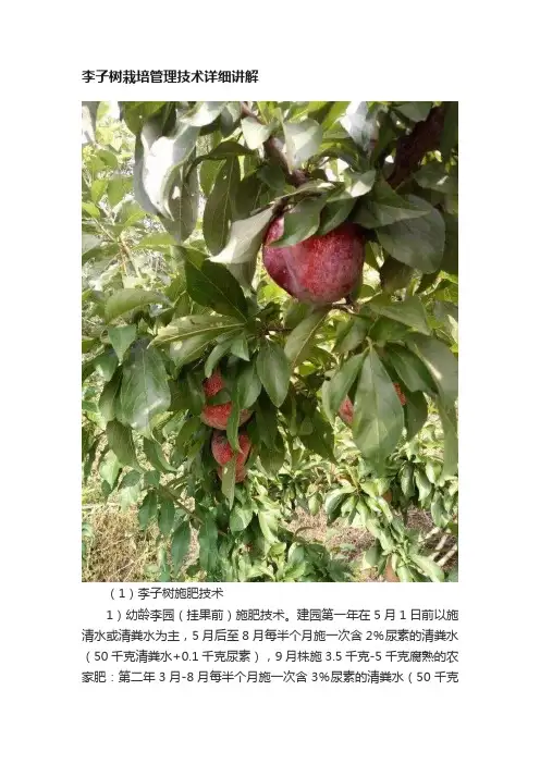 李子树栽培管理技术详细讲解