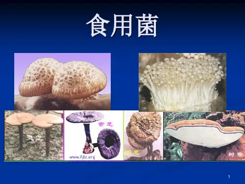 毒蘑菇PPT参考课件