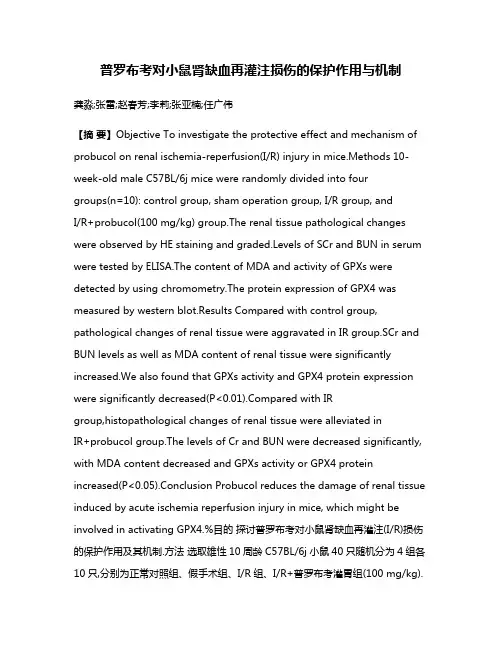 普罗布考对小鼠肾缺血再灌注损伤的保护作用与机制