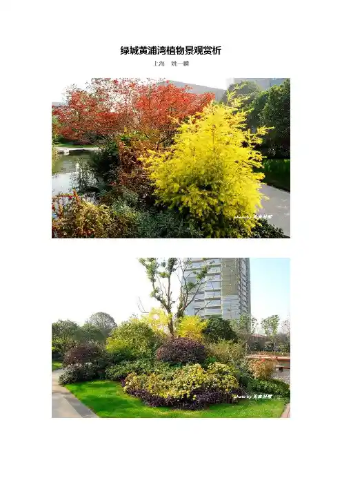 绿城黄浦湾植物景观赏析 姚一麟