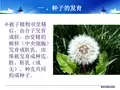 植物的果实和种子资料
