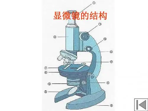 七年级生物显微镜的结构(教学课件201908)