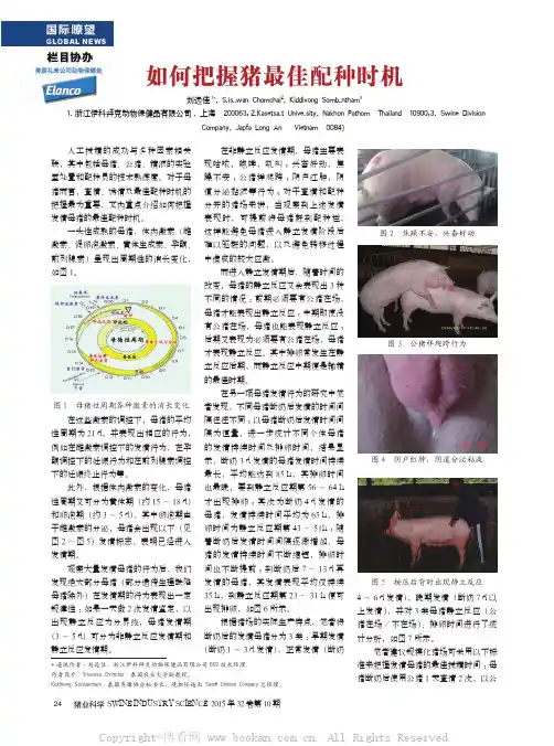 如何把握猪最佳配种时机