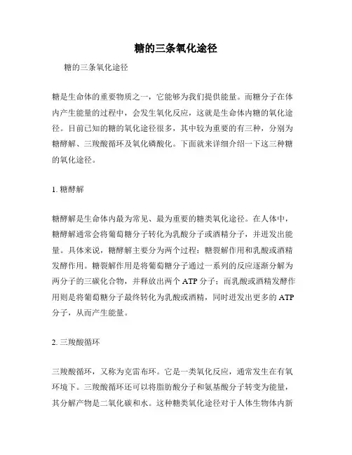 糖的三条氧化途径