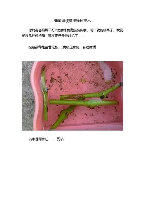 葡萄绿枝高接换种技术