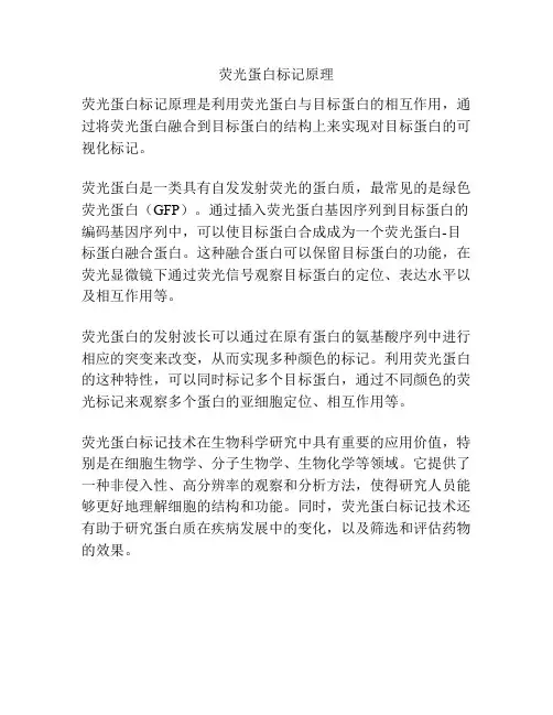 荧光蛋白标记原理