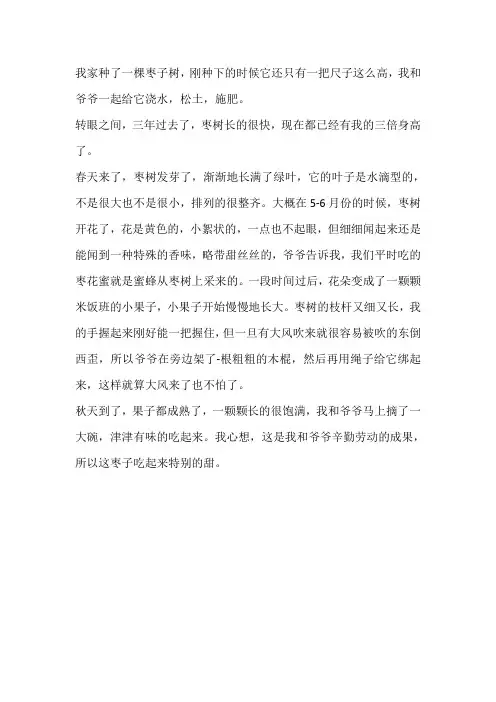 三年级下册第一单元家乡的枣树作文300字
