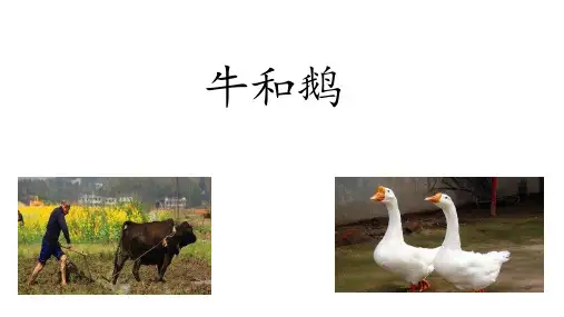 18 牛和鹅 课件(24张PPT)