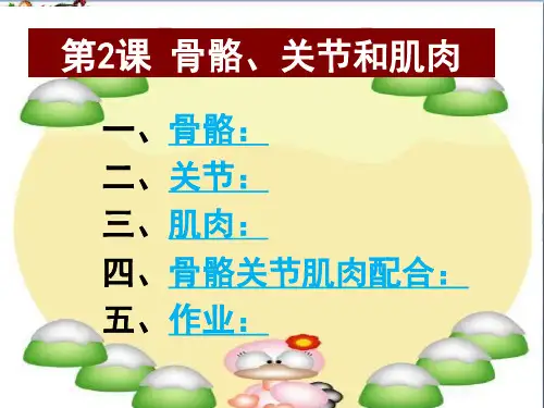 四年级科学上册4.2骨骼、关节和肌肉 精选教学PPT课件3教科版