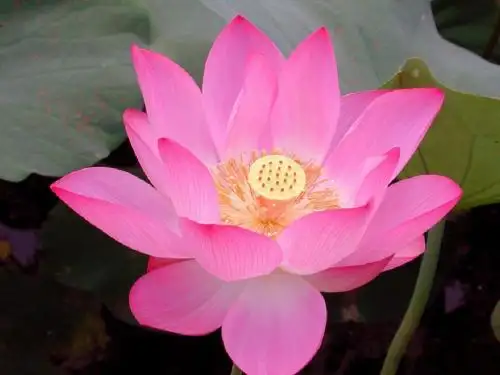 一年级下册语文课件-课文(四)12.古诗两首《池上》《小池》部编人教版 (共82张PPT)