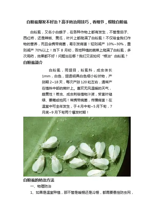 白粉虱爆发不好治？高手防治用技巧，看细节，根除白粉虱