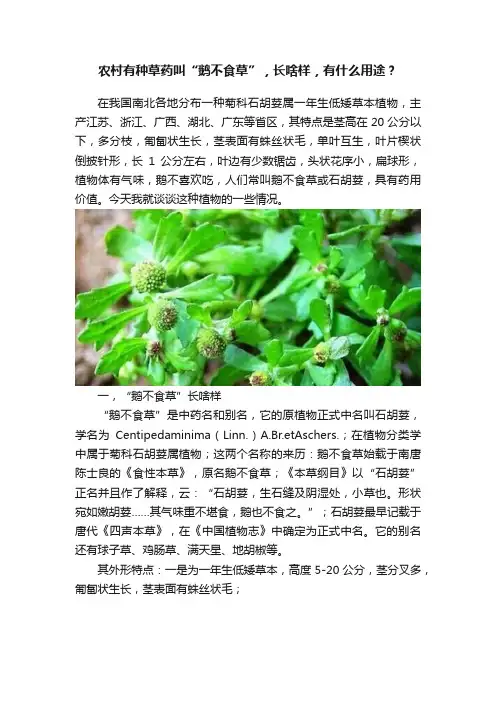 农村有种草药叫“鹅不食草”，长啥样，有什么用途？