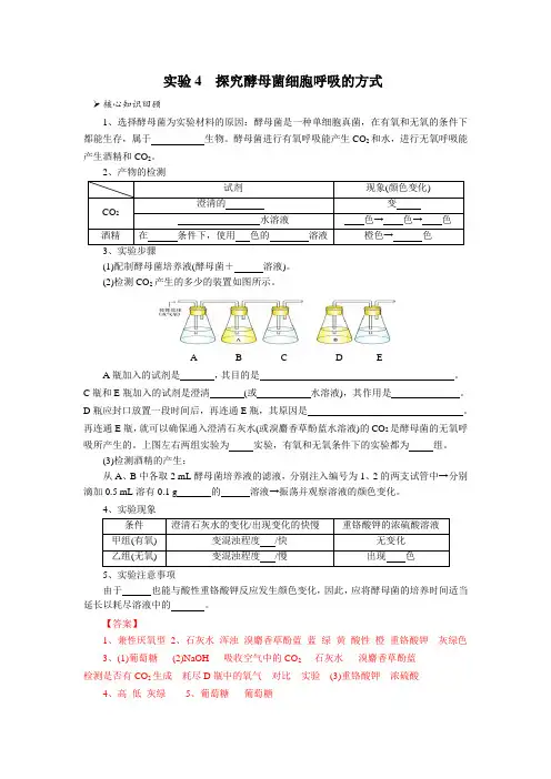 实验4 探究酵母菌细胞呼吸的方式(解析版)