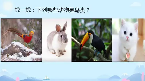 三年级上册大象版《鸟类的特征》课件