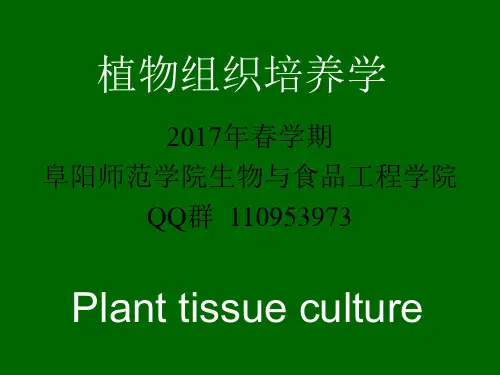 3 愈伤组织的培养