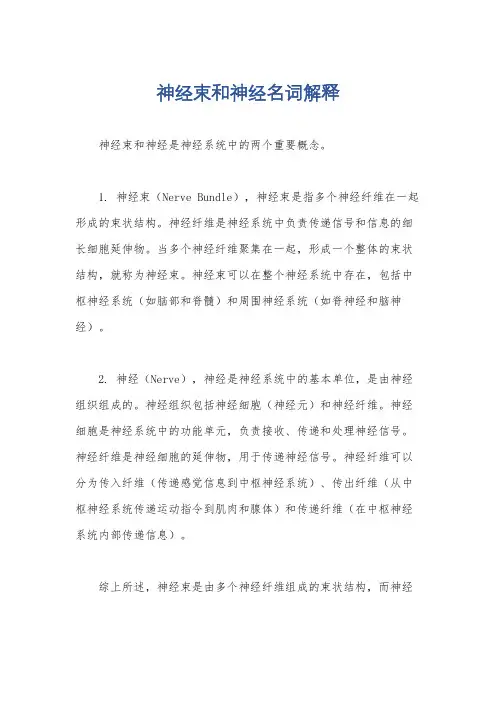神经束和神经名词解释