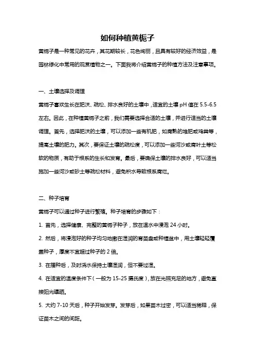 如何种植黄栀子