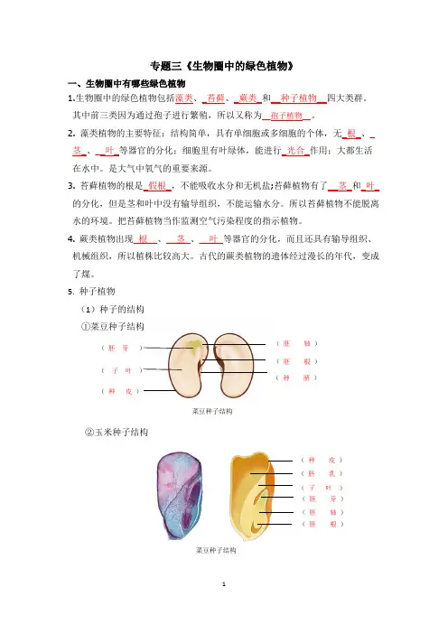 专题三《生物圈中的绿色植物》复习提纲 - 带答案