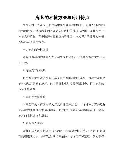 鹿茸的种植方法与药用特点