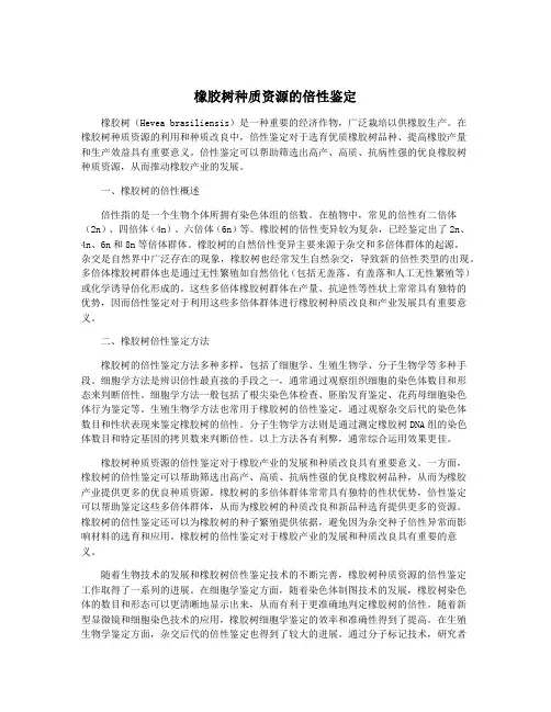 橡胶树种质资源的倍性鉴定