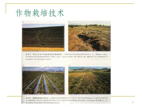 作物栽培技术ppt课件
