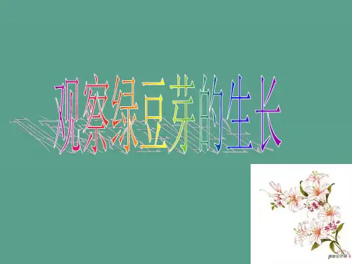 观察绿豆芽的生长ppt课件
