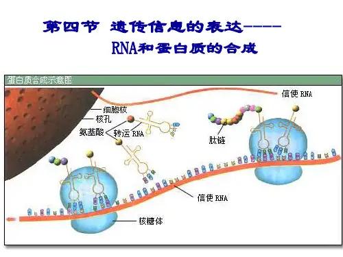 2022-2023学年浙科版(2019)必修二  3-4遗传信息的表达   课件(51张)