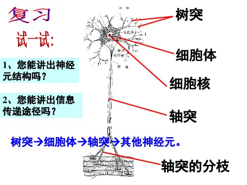 神经调节第二课时ppt课件