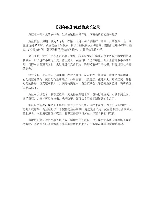 【四年级】黄豆的成长记录