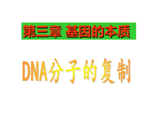 DNA分子的复制