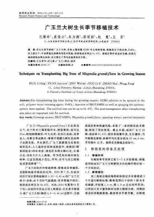广玉兰大树生长季节移植技术
