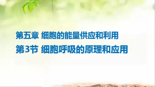 细胞呼吸的原理和应用课件高一上学期生物人教版必修1