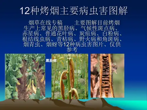 12种烤烟主要病虫害图解总结