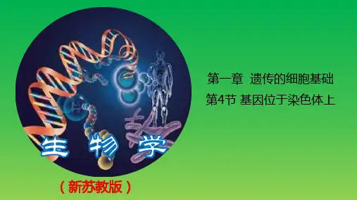 基因位于染色体上ppt课件