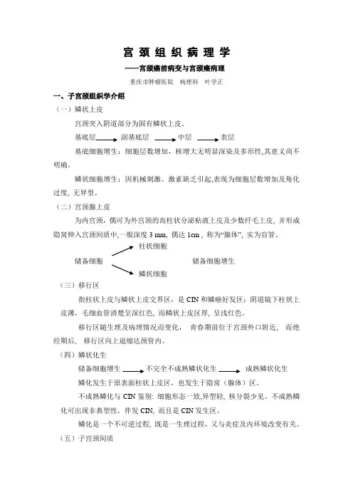 宫颈组织病理学