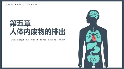 新人教版生物七年级下册《人体内废物的排出》优质教学课件