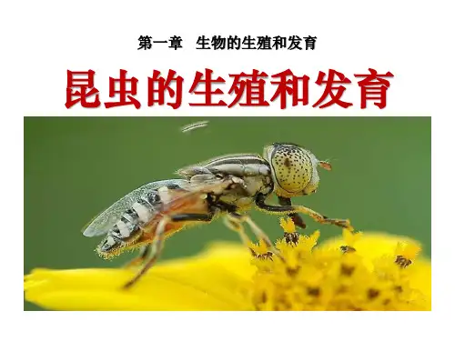 《昆虫的生殖和发育》生物的生殖和发育PPT课件2