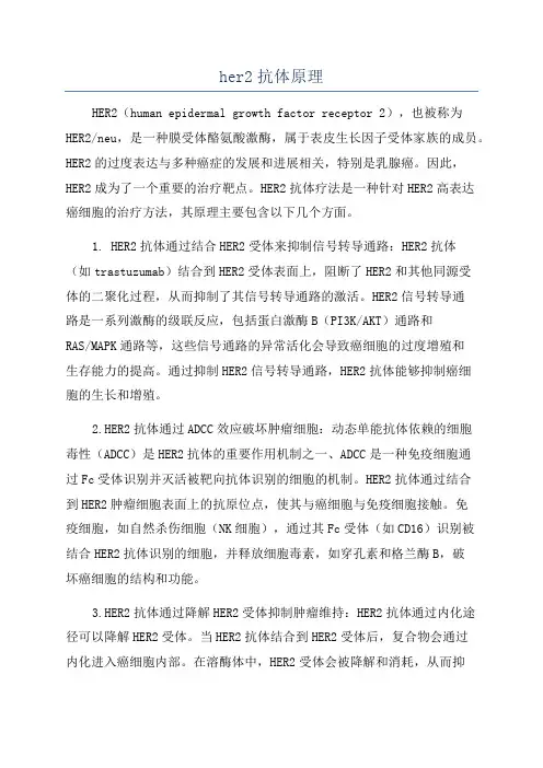 her2抗体原理
