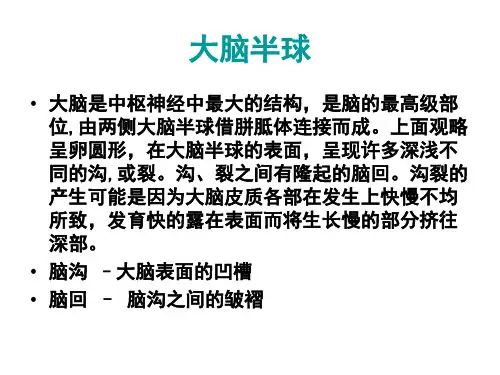 中枢神经系统解剖及功能-PPT课件