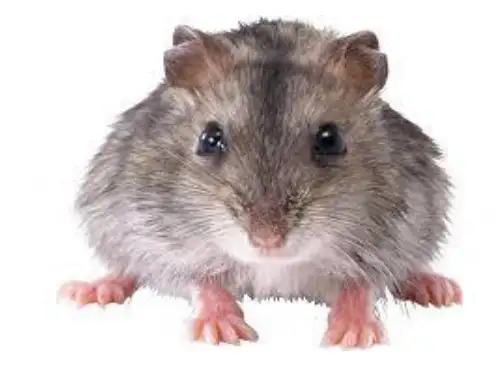 小学英语课件(英语游戏)ANIMALS